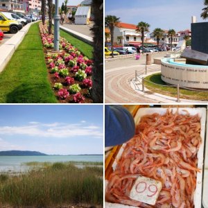 Biograd