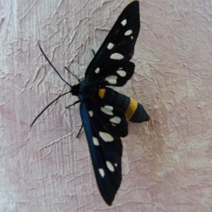Schmetterling (2).JPG