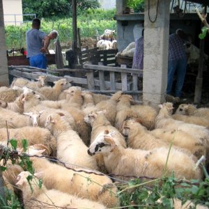 Kvarner: DRAGA BASCANSKA > Schafe im Pferch vor der Schur