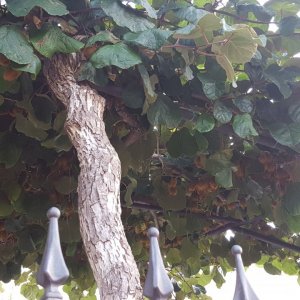 Istrien: Funtana > Reife Früchte in einem Garten