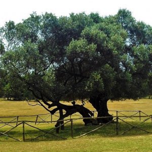 Istrien BRIJUNI Olivenbaum 1600 Jahre alt.JPG